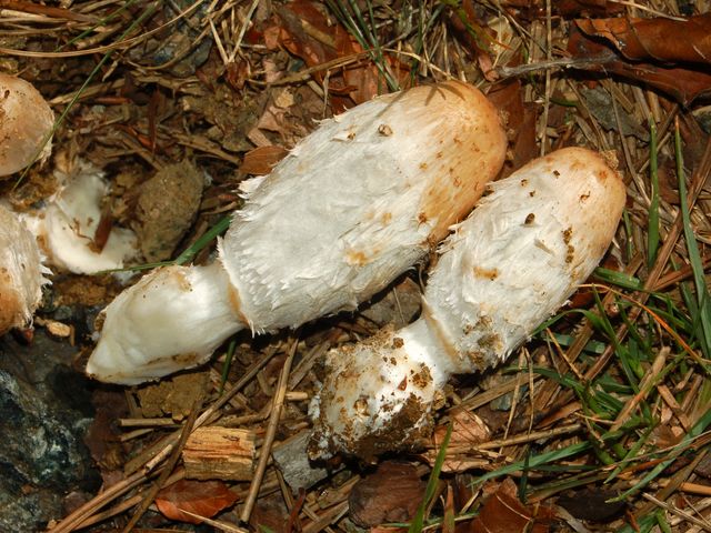 Un gruppetto di funghi senza un nome